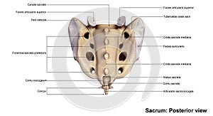 Sacrum Posterior view photo